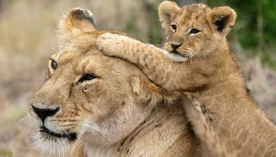 image-lionne-lionceau-fanfan http://img28.xooimage.com/files/0/d/1/famille-17dbba2.jpg