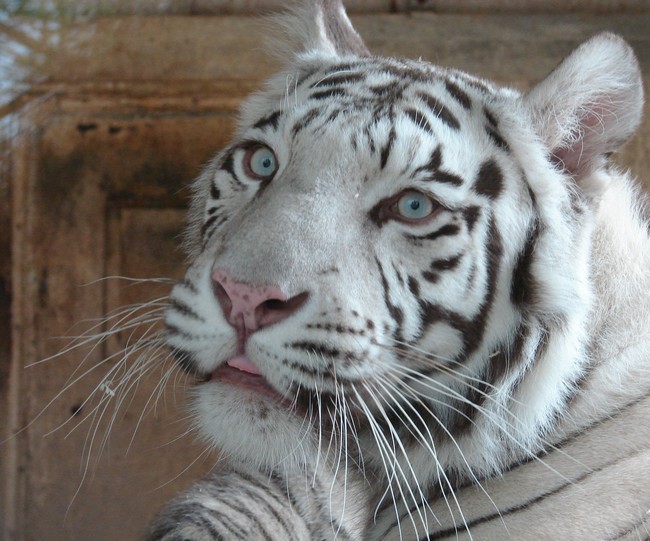 tigre-blanc-108731e.jpg