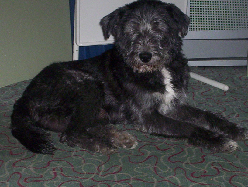 Image: chester-003-347083.jpg