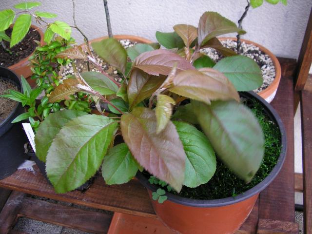 Image: p1010005-30c86c.jpg