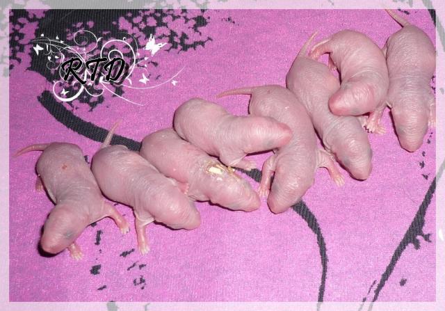 Zig-zag x RTR Panda, de jolies crevettes Les-filles-2--a2b464