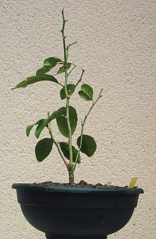 Image: citronnier2-011-35eae0.jpg