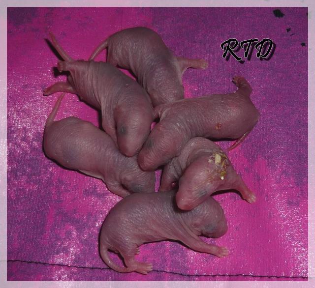 Zig-zag x RTR Panda, de jolies crevettes Les-standards-2--a2b76f