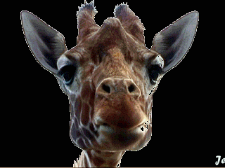 http://img28.xooimage.com/files/8/7/3/bonne_soir-e_chibatop-a70522.gif