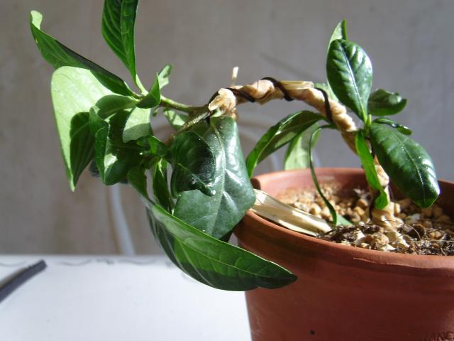 Image: sa550352-3417cc.jpg