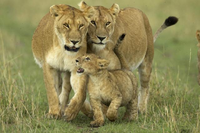 Lioncashnet