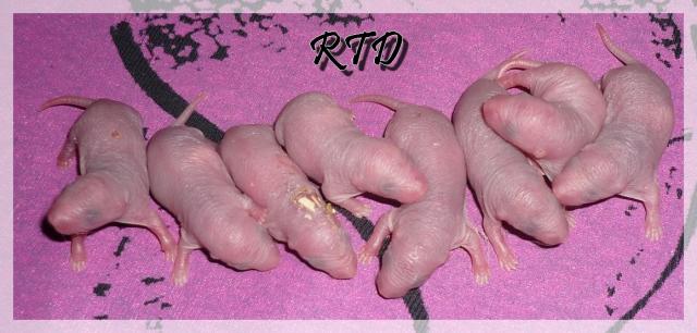 Zig-zag x RTR Panda, de jolies crevettes Les-filles-a2b43d