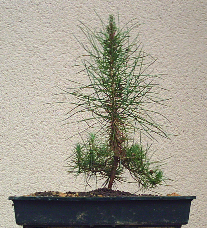 Image: pinus-pinaster-009-3441f7.jpg