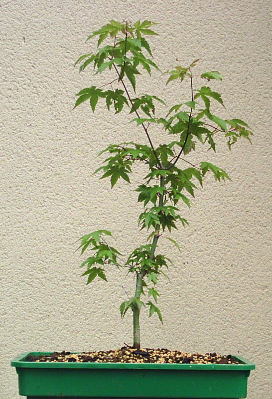 Image: tirable-palm-001-36a2fc.jpg