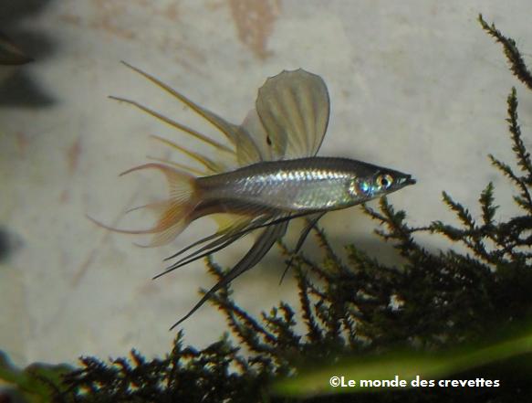 Image: poisson-14d519d.jpg