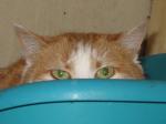 Les chats en chatterie Sdv_a1-a75546