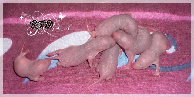 Zig-zag x RTR Panda, de jolies crevettes P1010989-a2ba1f